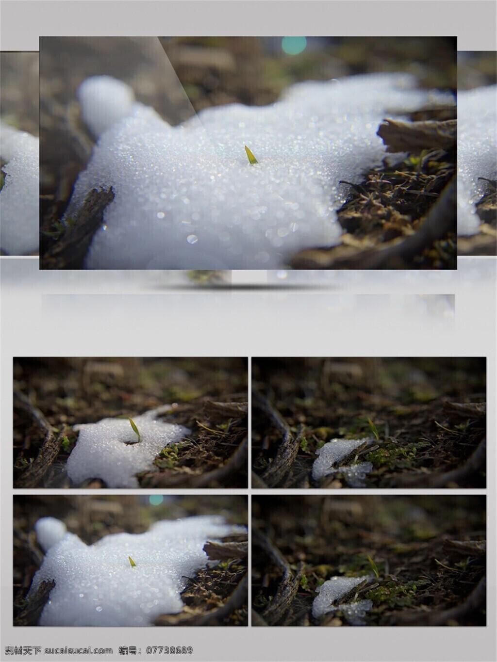 早晨 冰雪 融化 视频 冬天 植物 小草 树藤 冬季 白雪 寒冷 雪水 空气
