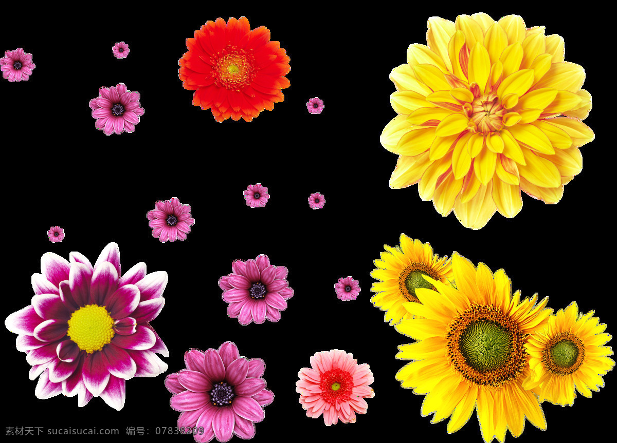 各种 颜色 菊花 花朵 透明 红色 花卉 黄色 免扣素材 透明素材 装饰图片 紫色