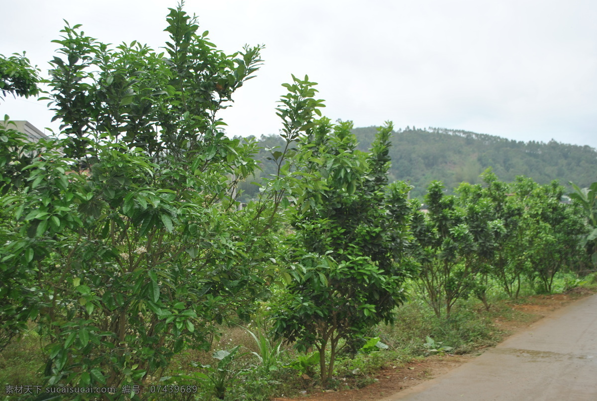 化 橘红 种植 基地 化橘红 种植基地 绿色 美丽 嫩绿 自然景观 田园风光 白色