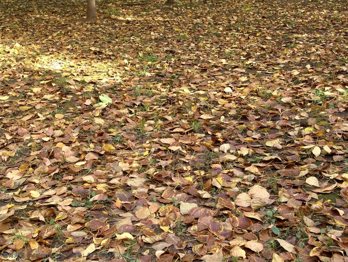 地上 枯萎 树叶 植物 秋天 落叶 其他风光 风景图片