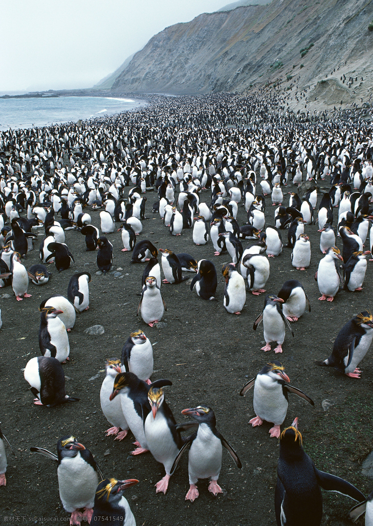 金宝设计 企鹅免费下载 北极 南极 企鹅 小企鹅 生物世界