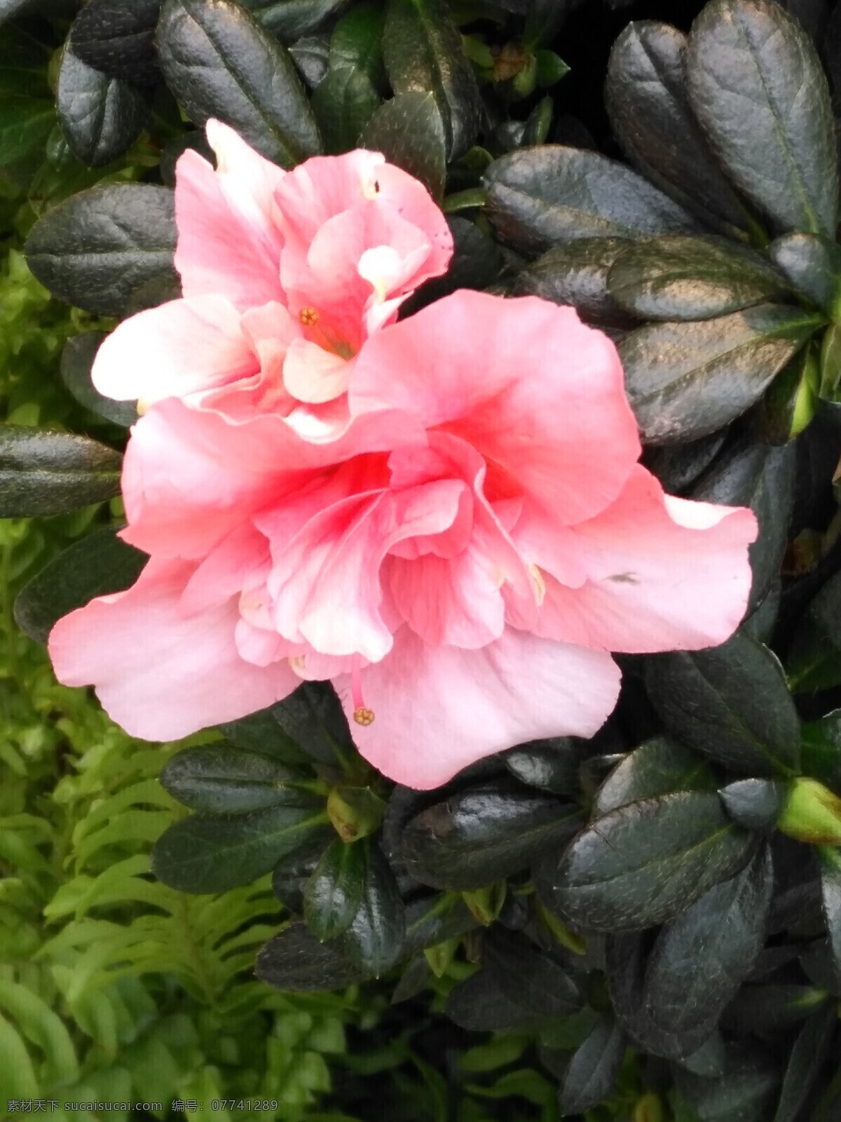 杜鹃花 山石榴 映山红 花卉 花朵 花瓣 草花 绿化景观 植物 花儿 观赏花卉 杜鹃高山杜鹃 生物世界 花草