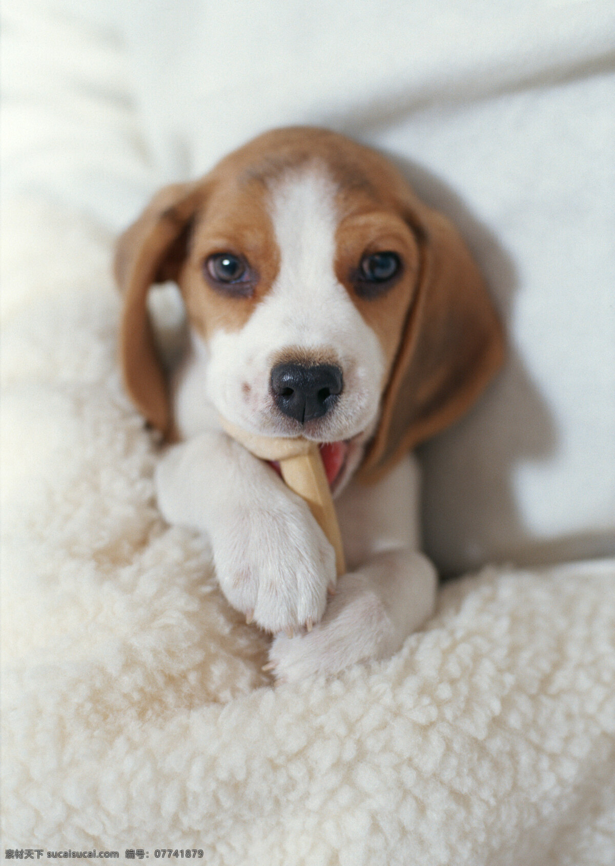 吃 东西 小狗 宠物 宠物狗 可爱 名犬 名贵犬种 犬科动物 陆地动物 生物世界 狗狗图片