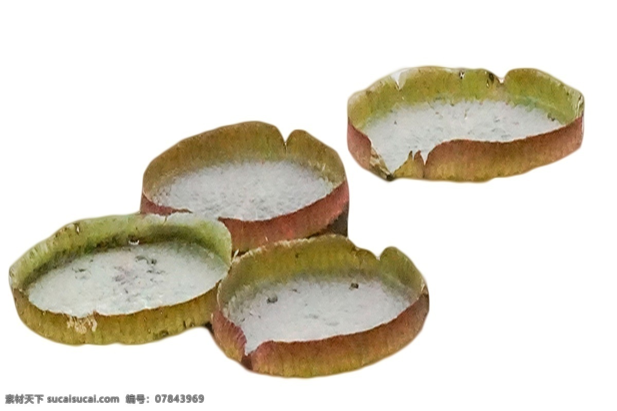 经典 荷花 超大型 睡莲 亚马逊 王 莲 种子 一种种植技术 水生花卉 莲藕霸王莲 培养莲花苗
