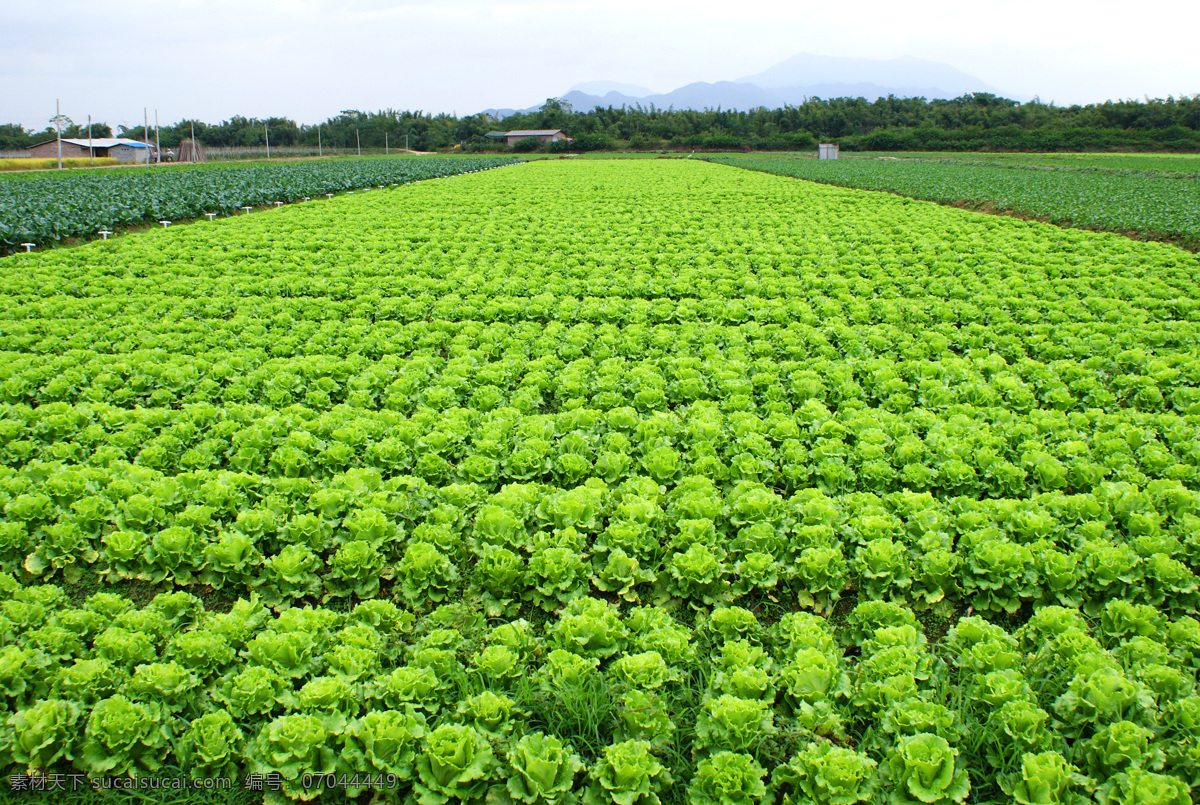 种植基地 种植 基地 青菜种植 生菜种植 绿色蔬菜种植 生物世界 蔬菜