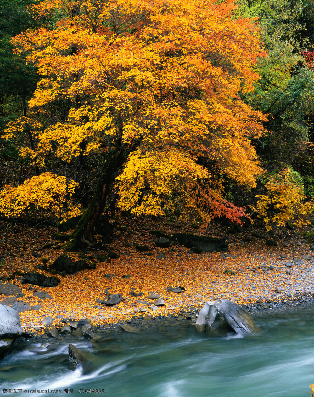 风景画 河流 礁石 山水风景 树 树木 自然风光 黄色大树 自然景观