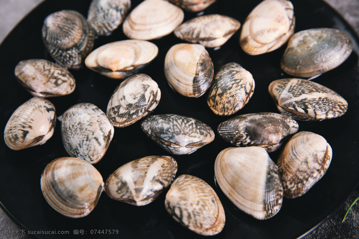花蛤 海鲜 海贝 贝壳 海产品 水产品 生物世界 海洋生物