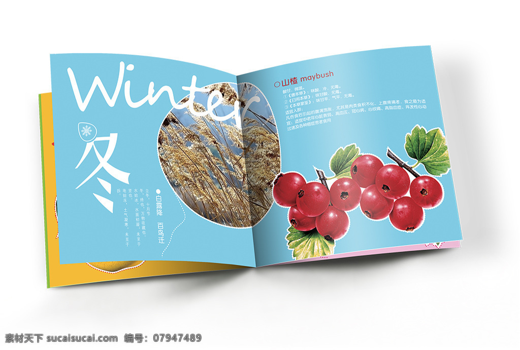 创意 春夏秋冬 水果 画册 字体设计 白色