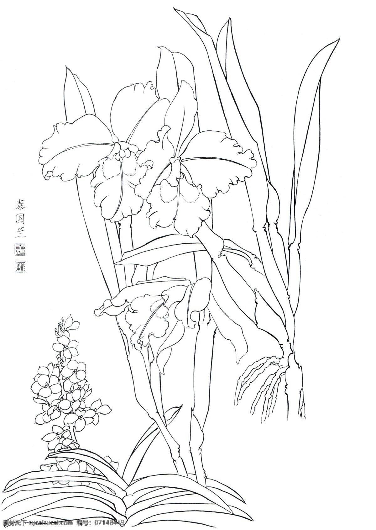 国画 白描 百花 线 稿 泰国 线稿 泰国兰 绘画书法 文化艺术