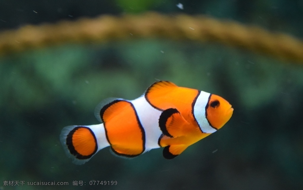 小丑鱼 海鱼 小鱼 海底的鱼 鱼群 生物世界 鱼类