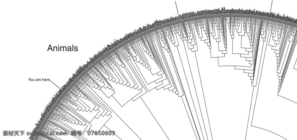 地球 生物 树状 谱系 图 生物学 生物种类 谱系图 树状图 进化关系 生物世界 pdf