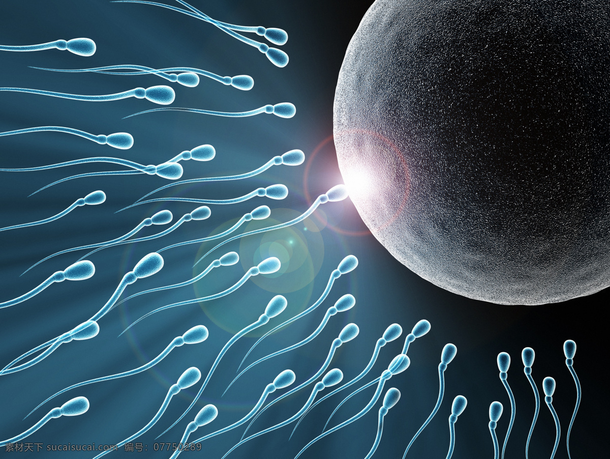 精子与卵子 精子 卵子 3d 生物学 人类学 3d物体 3d设计 3d作品