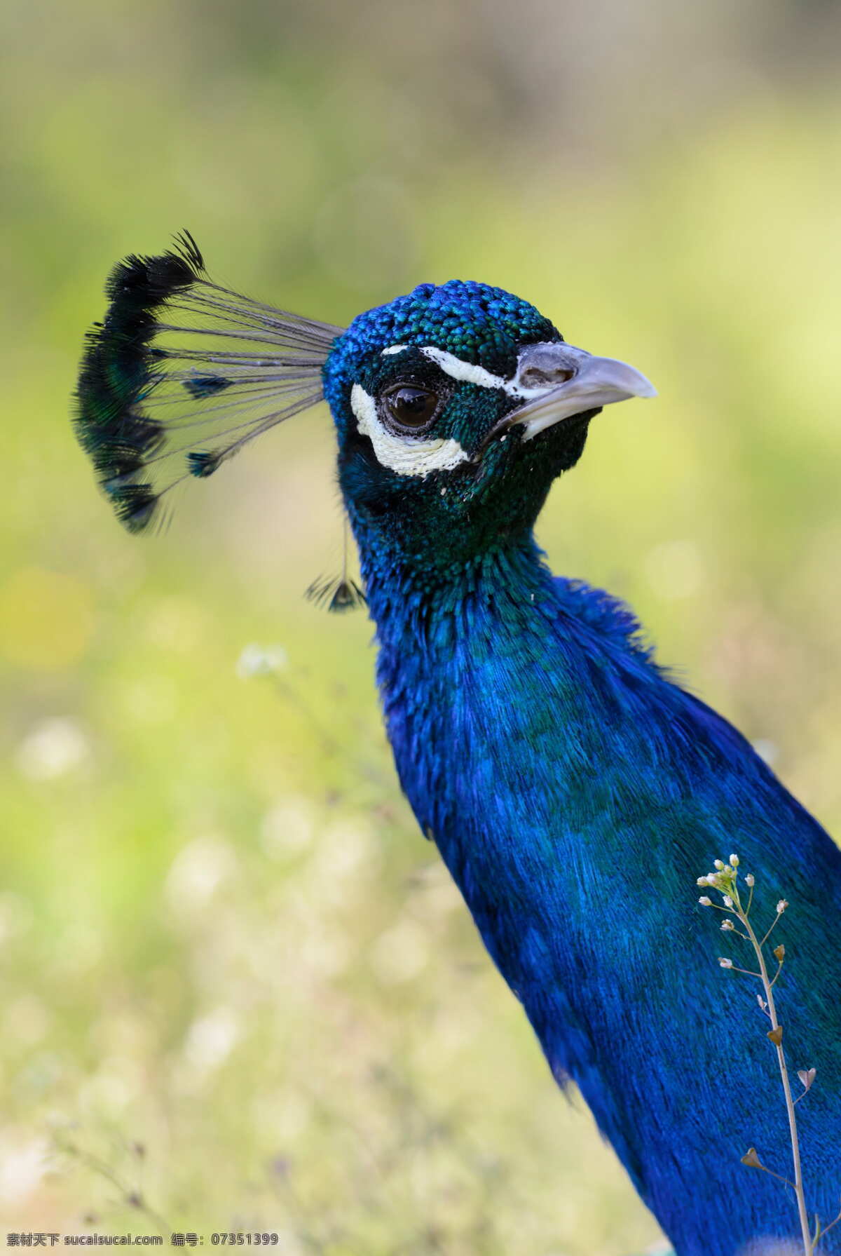 美丽的孔雀 优雅的孔雀 漂亮的孔雀 飞鸟 大鸟 动物园 珍惜动物 保护鸟类 生物世界 鸟类
