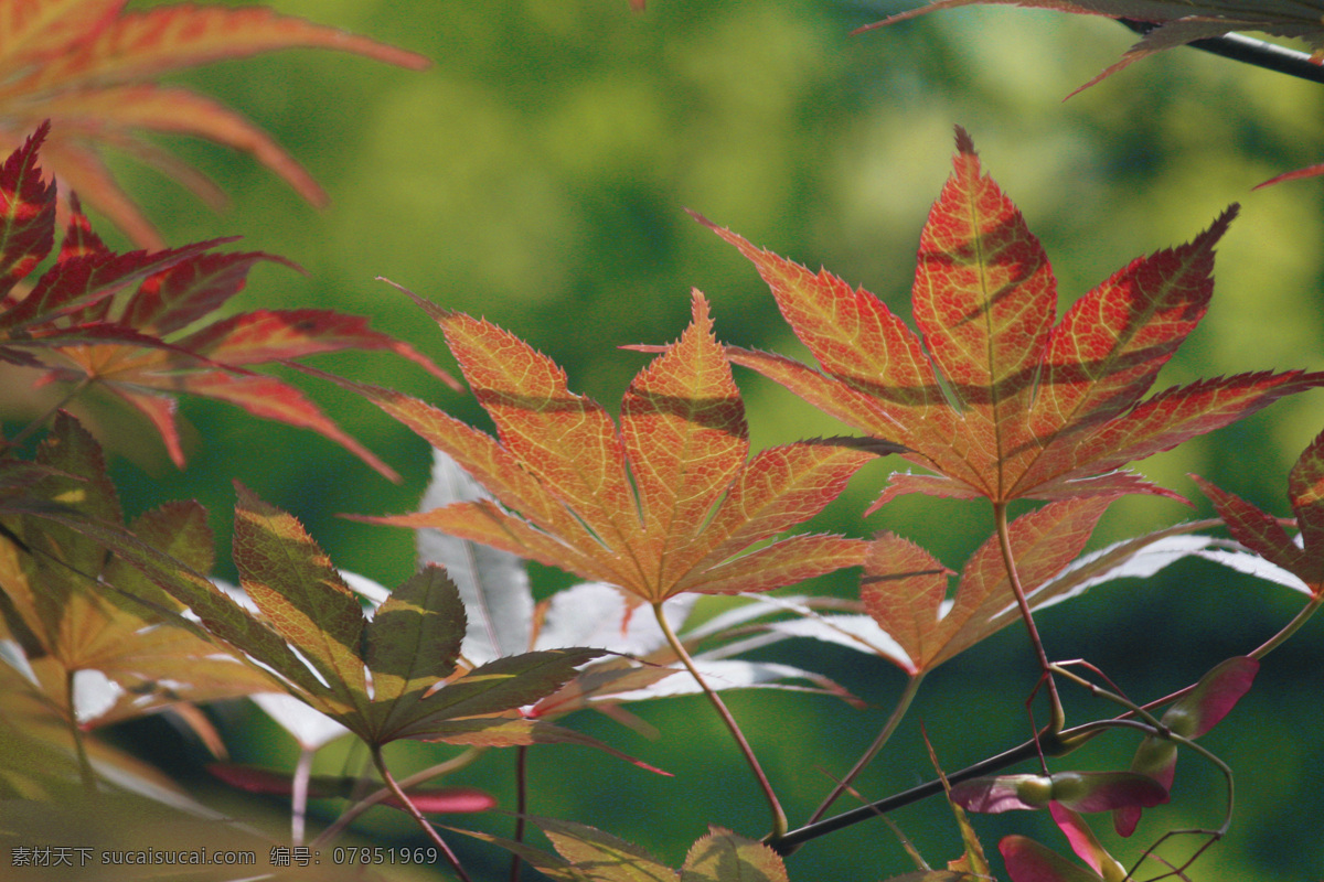 鸡爪槭 枫叶 树叶 一片树叶 好看的树叶 自然景观 自然风景