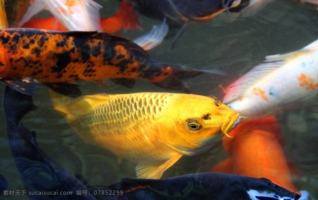 游鱼 锦鲤 鱼类 鱼 鲤鱼 金色鲤鱼 黑色鲤鱼 红色鲤鱼 白色鲤鱼 生物世界