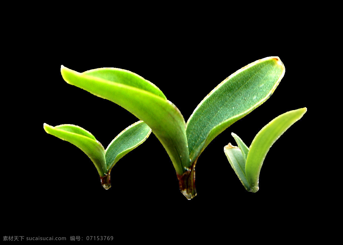 三棵 正 财 发芽 植物 透明 绿色 绿叶 免扣素材 生机勃勃 透明素材 叶片 装饰图片