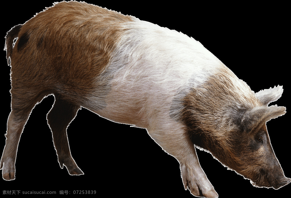 满身 泥巴 猪 免 抠 透明 满身泥巴的猪 低头的猪 肉猪 母猪 肥猪 笨猪 猪海报素材 猪素材 猪照片