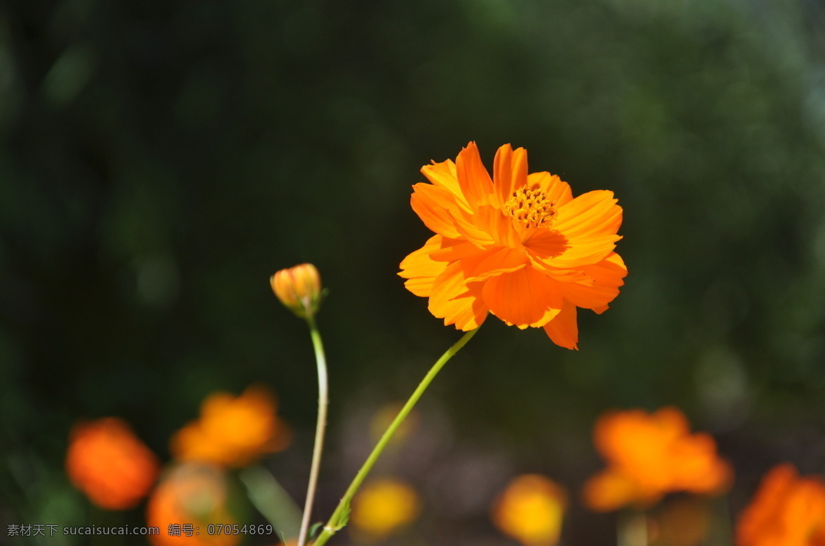 植物 硫 华 菊 硫华菊 黄秋英 菊花 橙色花 花朵 园林 花草 生物世界