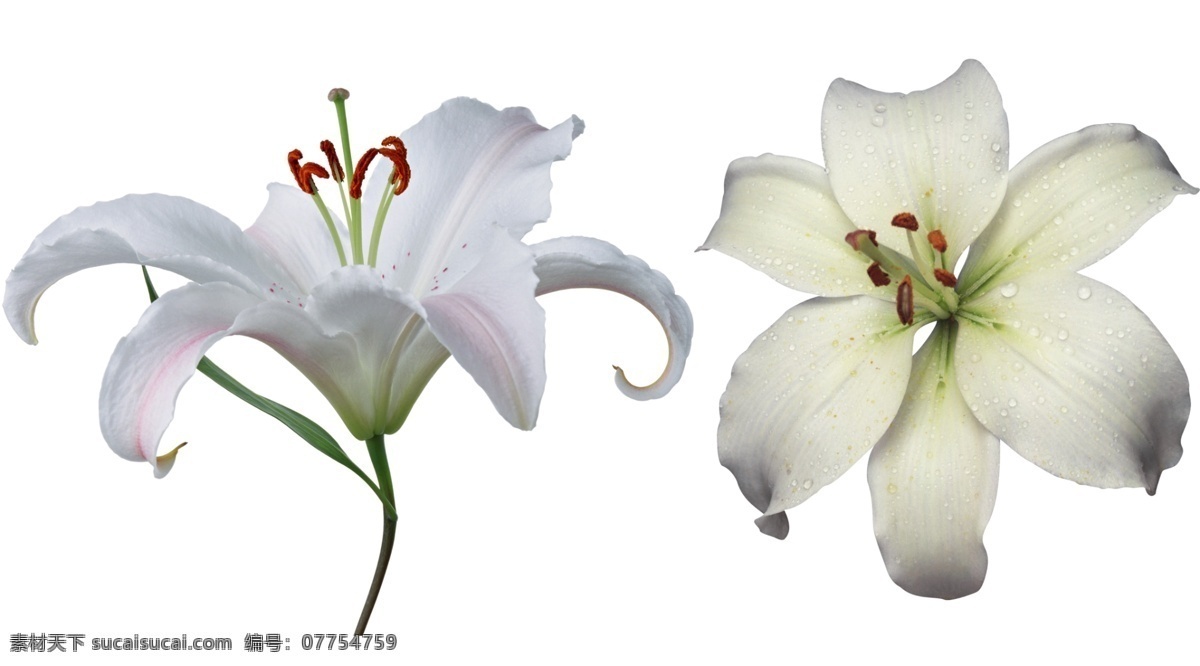百合 百合花 水珠 露珠 花卉 花朵 白百合 生物世界 高清分层 分层 源文件