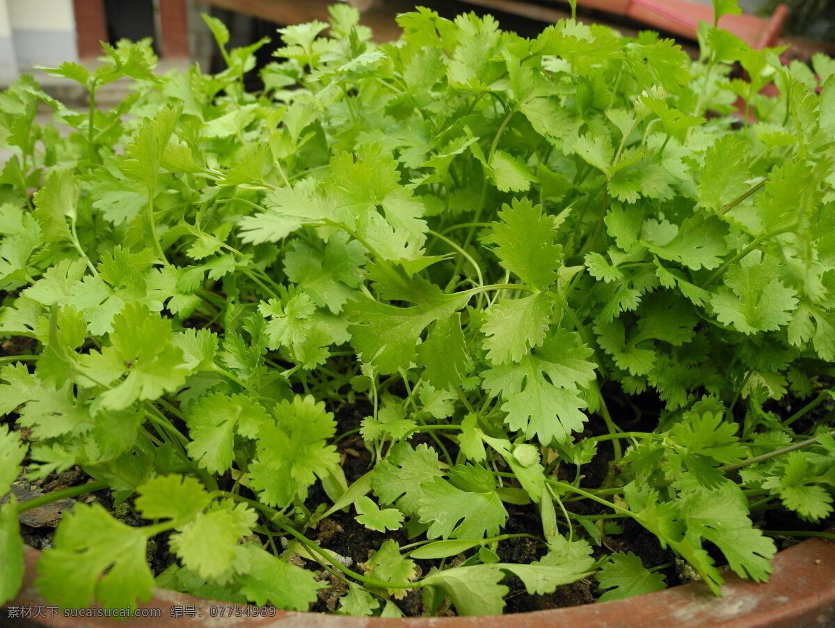 香菜 盆里香菜 蔬菜 生物世界