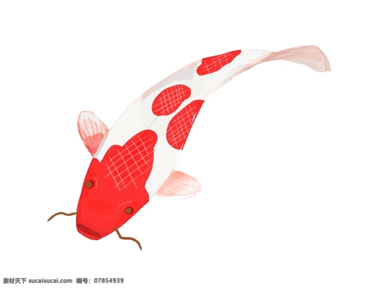 手绘 粉色 线条 鲤鱼 插画 粉色线条鲤鱼 红色的鱼头 红色 红粉相间鲤鱼 可爱的鲤鱼 大鲤鱼