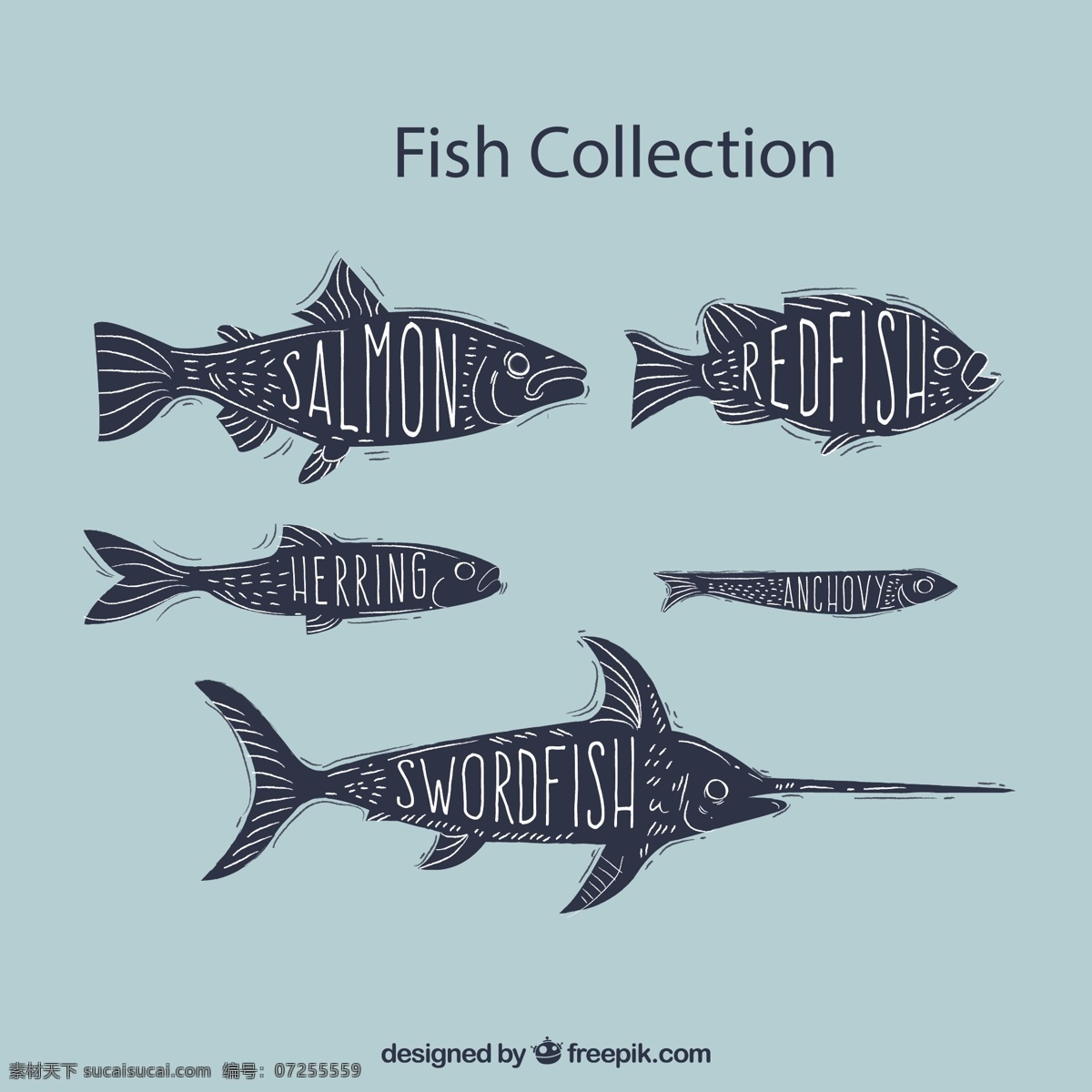 手绘 带 名字 鱼类 鲱鱼 鳀鱼 矢量 高清图片