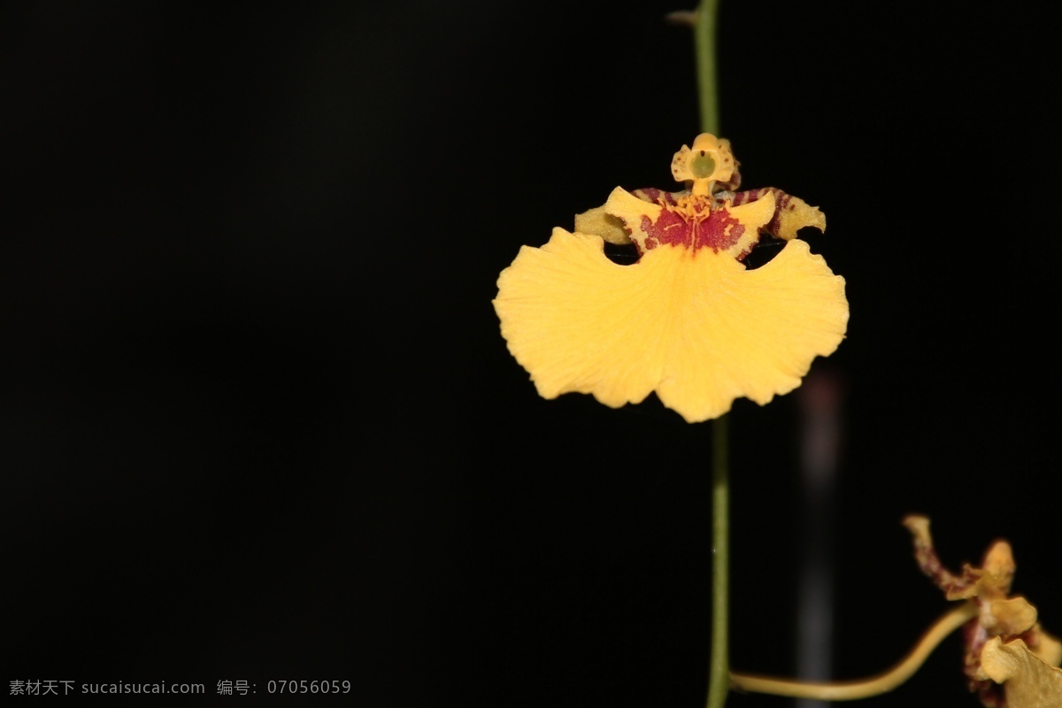 三亚 花 花瓣 花边 花边边框 花草 花朵 花卉 花藤 花纹 花纹边框 生物世界