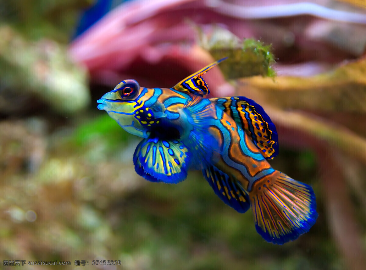 海洋生物 海底世界 海洋 礁石 生物世界 鱼 鱼类 珊蝴礁石 珊蝴 海底景色