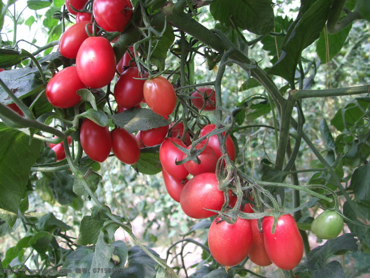小番茄 圣女果 小蕃茄 蕃茄 农产品照片 蔬菜 生物世界