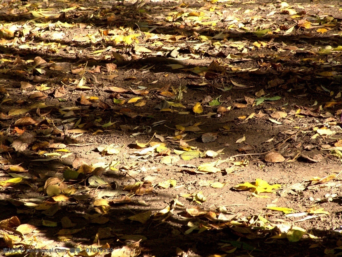 秋天 落叶 秋天落叶 秋天树叶 秋季 枫叶 花草树木 美丽风景 地上的落叶 自然风景 其他风光 风景图片