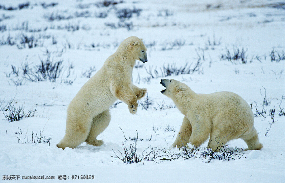 雪地 上 两 只 玩耍 北极熊 脯乳动物 保护动物 熊 野生动物 动物世界 摄影图 陆地动物 生物世界