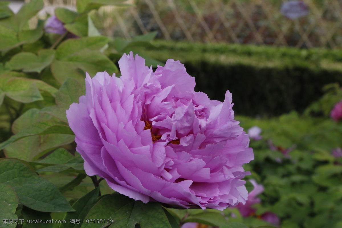 牡丹花 牡丹 鼠姑 木芍药 百雨金 洛阳花 花卉 花儿 花草 植物 园林绿化 绿化景观 花朵 芍药牡丹 生物世界