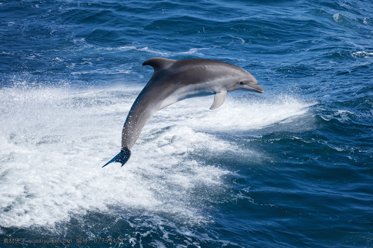 海豚 动物 海洋生物 大海 海浪 浪花 保护动物 野生动物 生物世界 鱼类