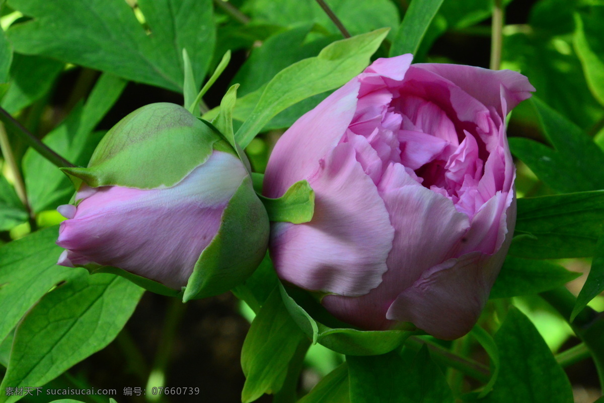 牡丹花 牡丹 观赏花卉 鼠姑 木芍药 百雨金 洛阳花 花朵 花瓣 花蕊 花卉 花儿 花草 植物 园林绿化 绿化景观 芍药牡丹 生物世界