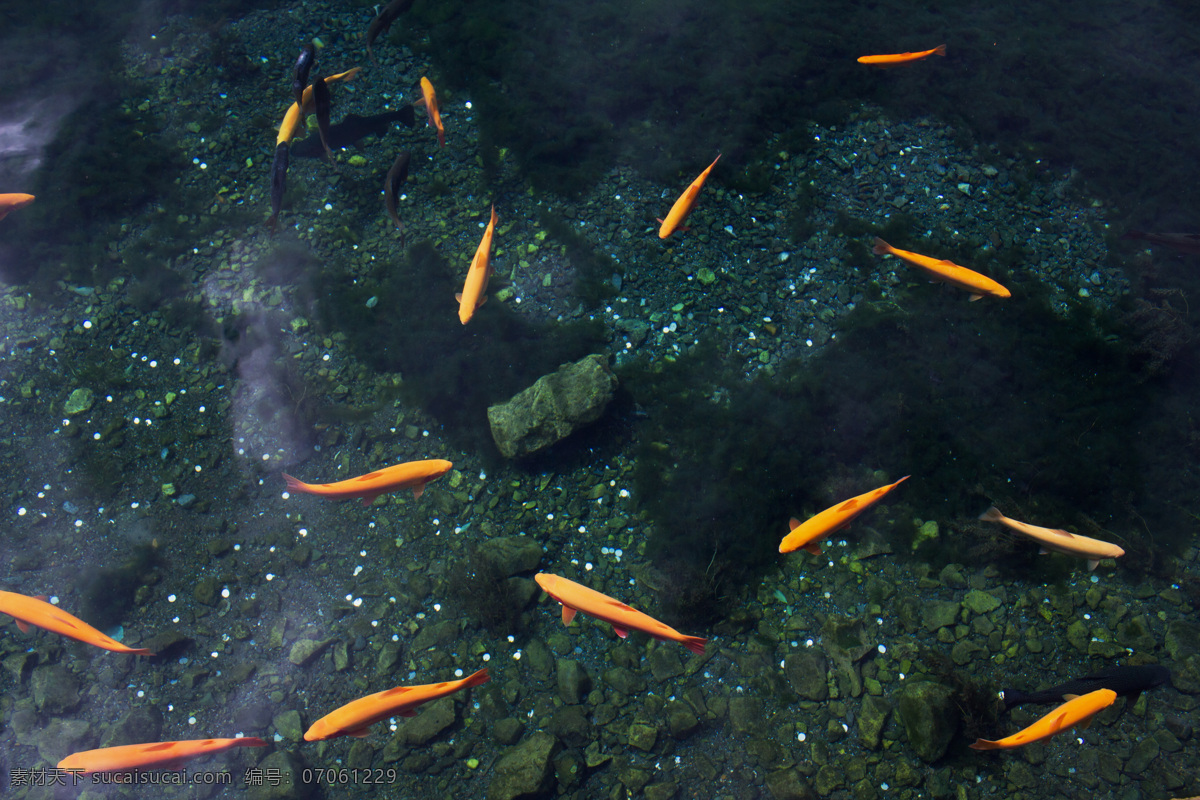 池塘 鲤鱼 风景 生物世界 水池 鱼类 池塘的鲤鱼 黄色的鱼