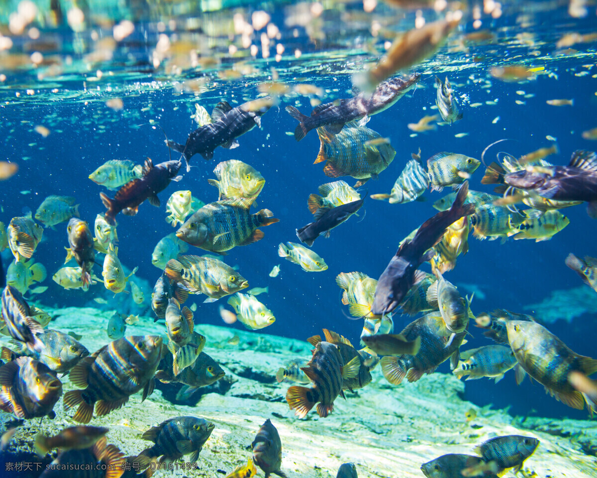 鱼群 鱼 鱼类动物 海鱼 珊瑚 海底世界 海洋生物 海底风景 海底的鱼群 自然风景 自然景观 蓝色