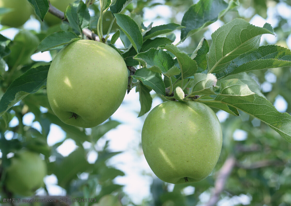 青苹果 素材图片 苹果树 树叶 水果 果子 生物世界 摄影图片 水果图片 水果素材 绿色 健康水果 草地 新鲜水果 苹果图片 餐饮美食