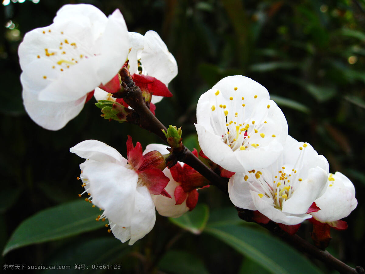 白色 春 春季 春天 花 花草 花朵 花卉 樱花 植物 花蕊 生物 开放 几朵花 透亮 玲珑 剔透 美丽 洁白 无瑕 生物世界 psd源文件