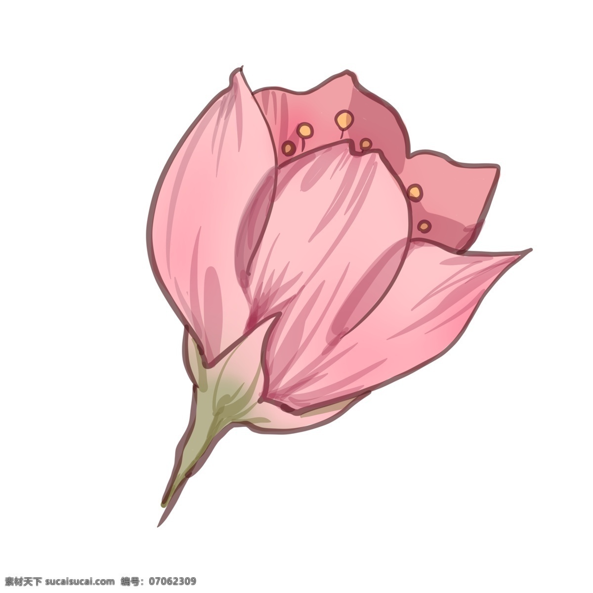 朵 漂亮 樱花 插图 粉色樱花 花儿 花朵 一朵樱花 漂亮的樱花 花枝 樱花枝 花儿插画 粉色花
