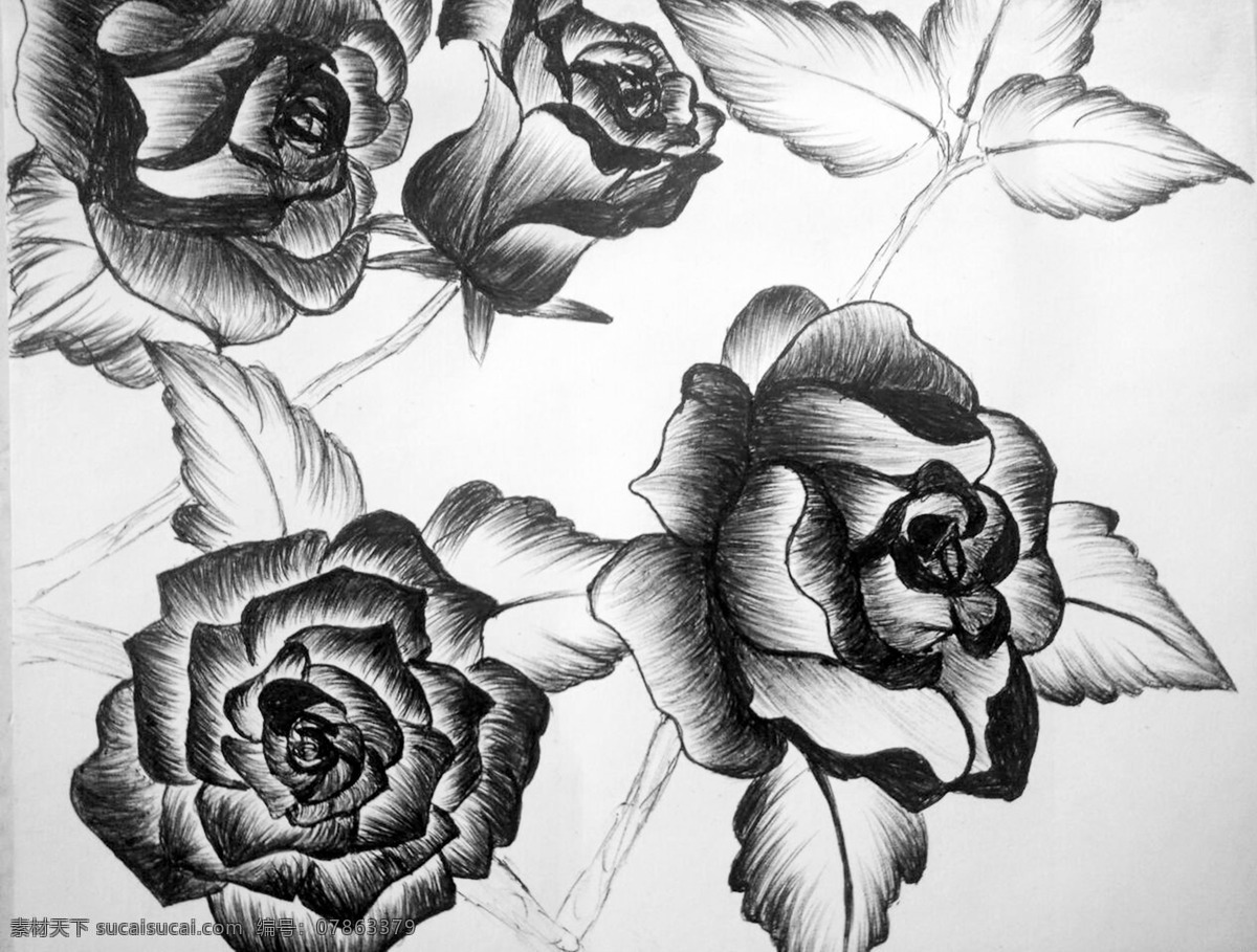 手绘 玫瑰花 素描 插画 线描花朵 花枝 花瓣