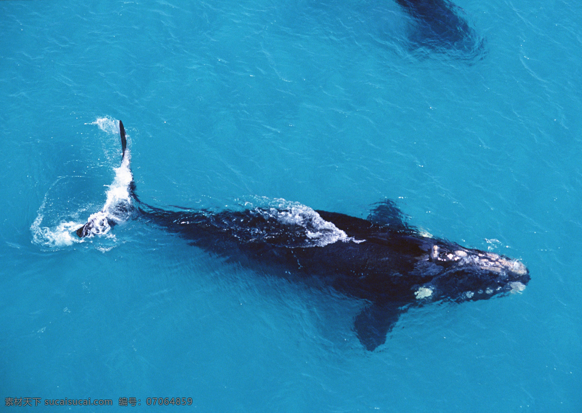 鲸鱼免费下载 海豚 海洋 鲸鱼 景色 生物 跳跃 鱼类 生物世界