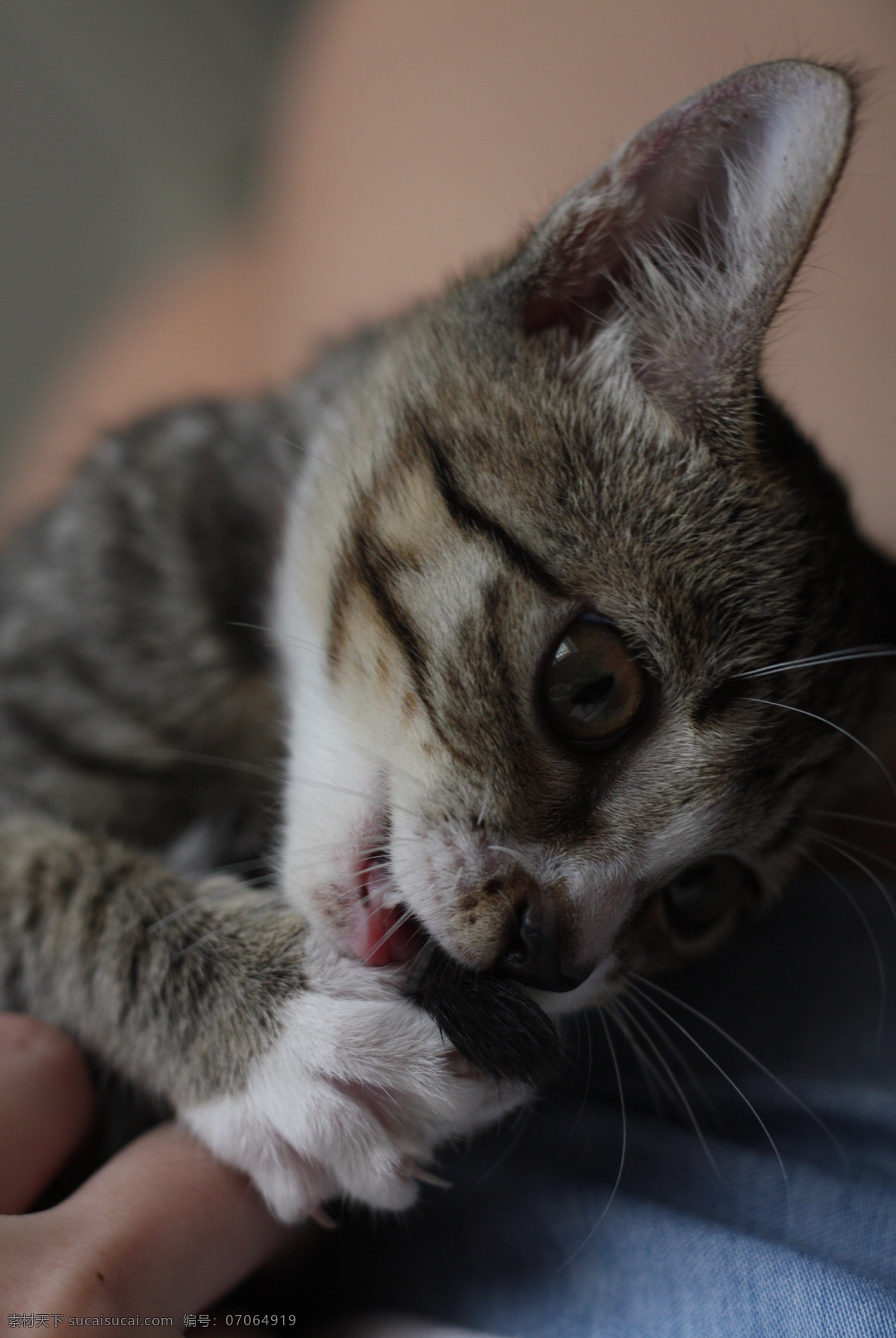 猫 灰猫 宠物 猫咪 动物 猫的素材 猫的海报 二咪 生物世界 家禽家畜