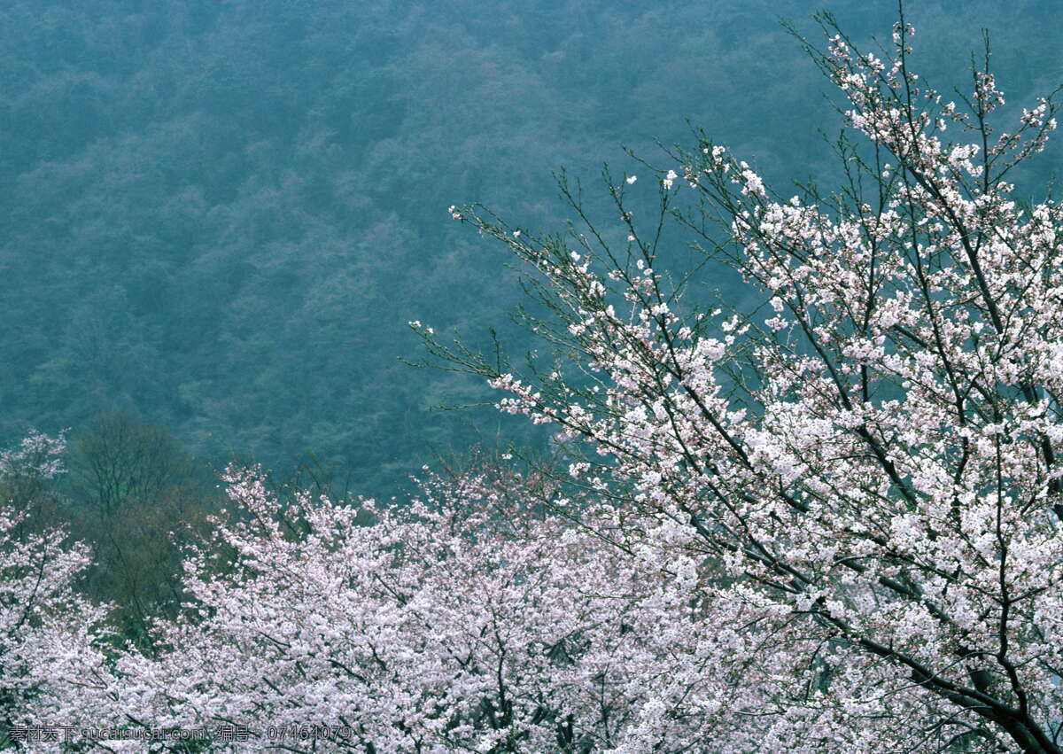 春天 花朵 春暖花朵 春天风景 春天花朵 高清图片素材 花朵图片 花卉 李花盛开 桃花 桃花林 桃花盛开 李花 杏花 植物