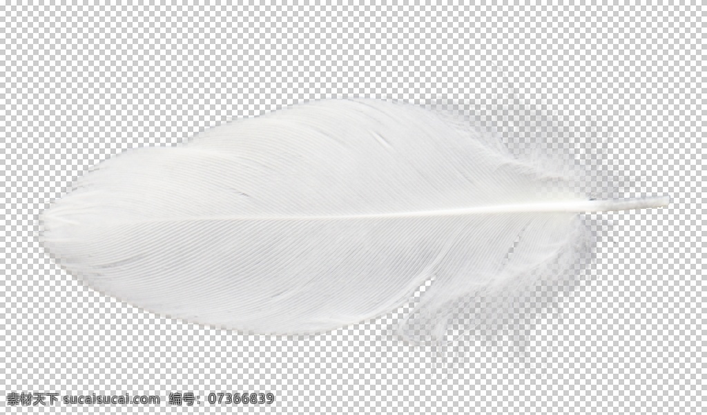 白色 羽毛 漂浮 素材图片 白色羽毛 动物羽毛 鸟类羽毛 漂浮素材 羽毛漂浮