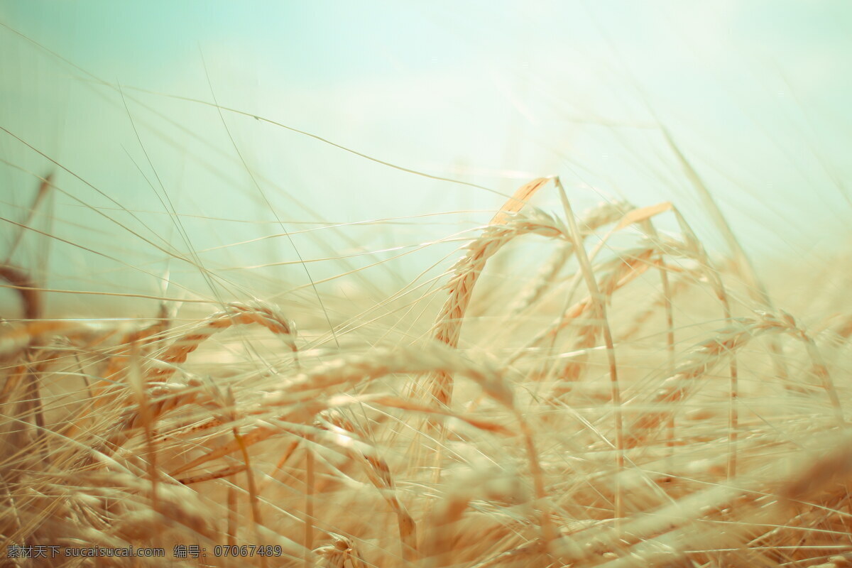高清 成熟 麦穗 成熟麦穗 唯美麦穗 金色麦穗 麦子 小麦