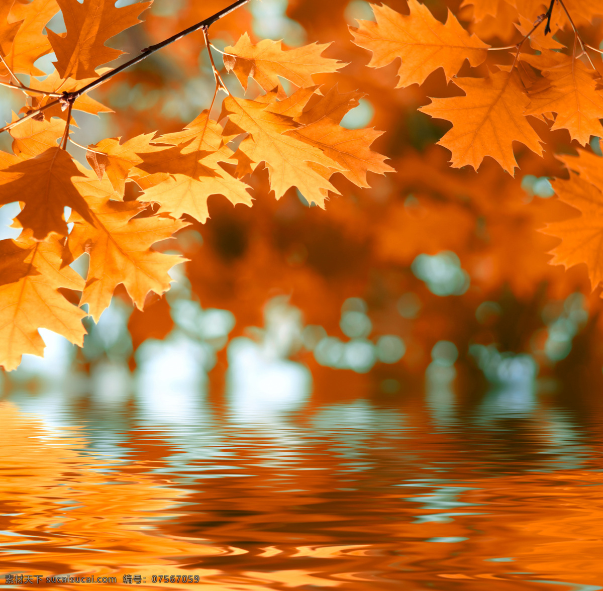 秋天的树叶 枫叶 叶子 黄叶 倒影 水面 自然风景 自然景观 橙色