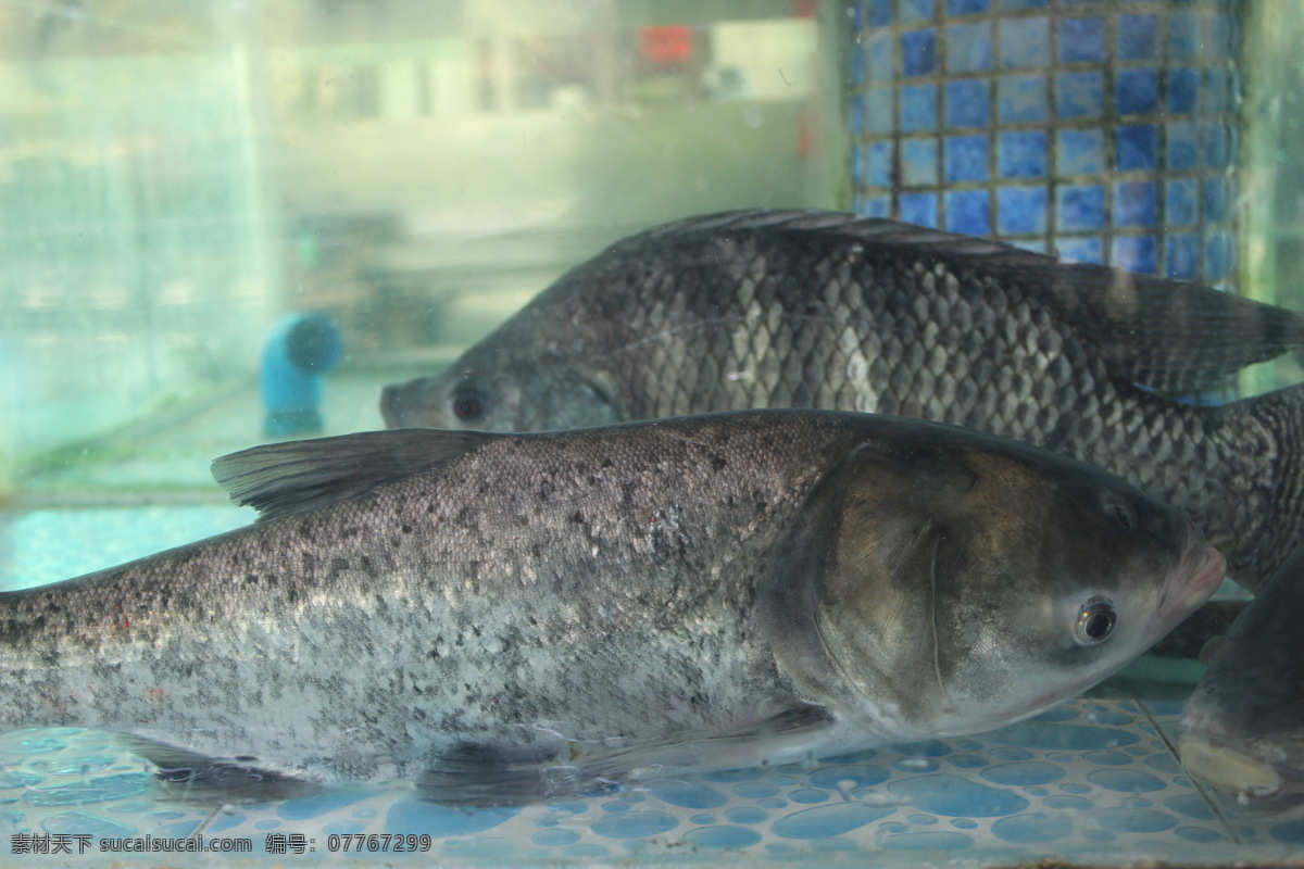 大头鱼 鳙鱼 花鲢 胖头鱼 黑鲢 鱼类 生物世界