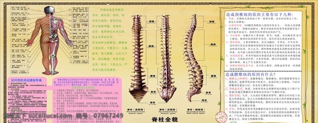 圣方佰草展板 疾病情况 脊椎图 人体图 治疗方法 示意图 分布图 展板模板
