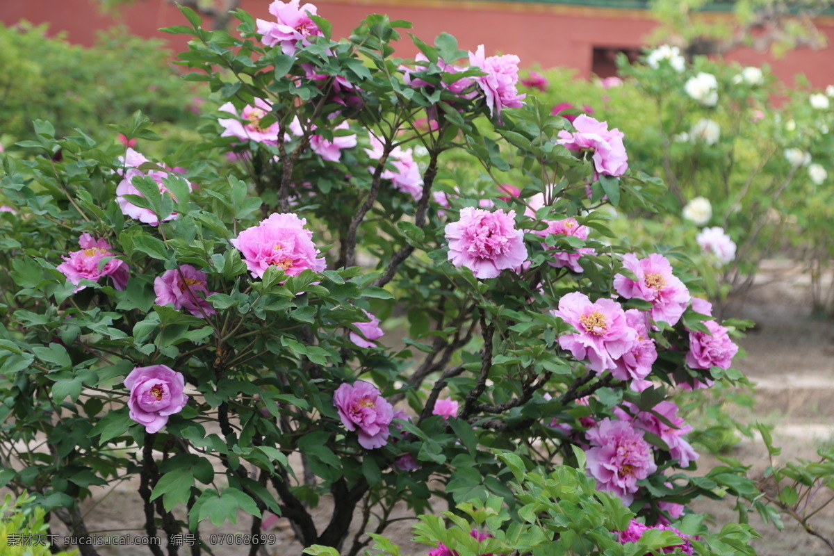 牡丹花 牡丹 花卉 花儿 花草 植物 园林绿化 绿化景观 花朵 花蕊 牡丹园 园艺 富贵牡丹 芍药牡丹 生物世界