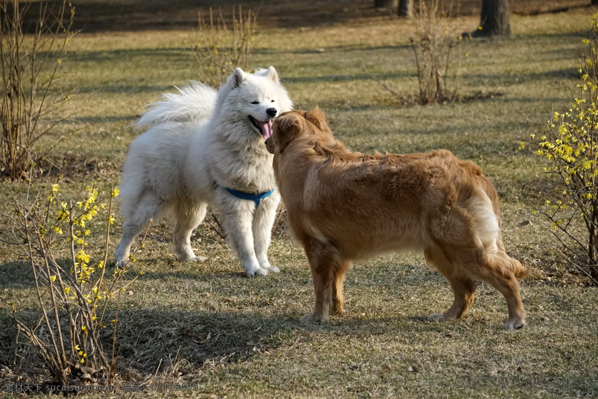 宠物狗 萨摩耶 金毛 狗 中型犬 动物 哺乳动物 生物世界 其他生物